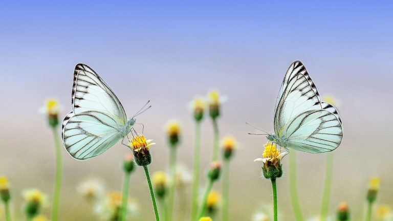 butterfly-1127666_1920