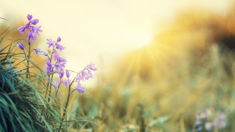 flowers-5229022_1920